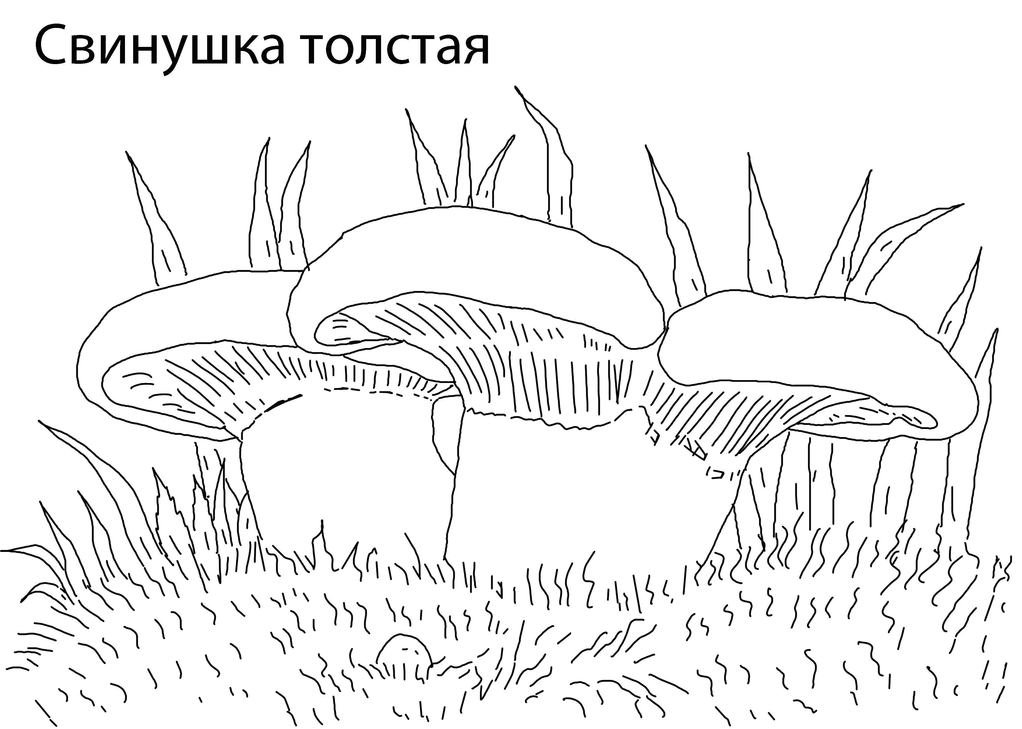 Раскраска Свинушка толстая Скачать ,свинушка толстая , грибы,.  Распечатать 