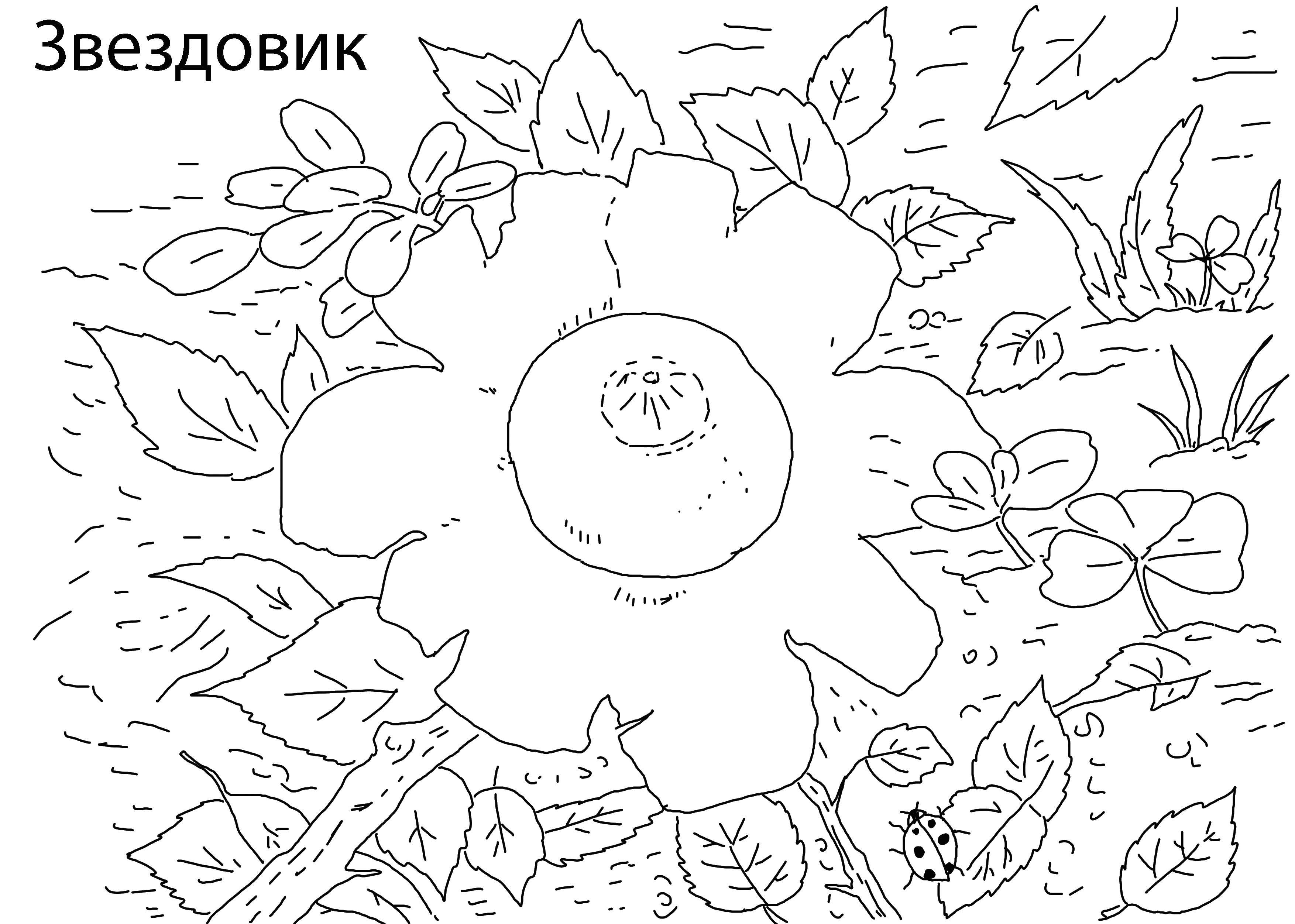 Раскраска Звездовик Скачать ,грибы, звездовик,.  Распечатать 