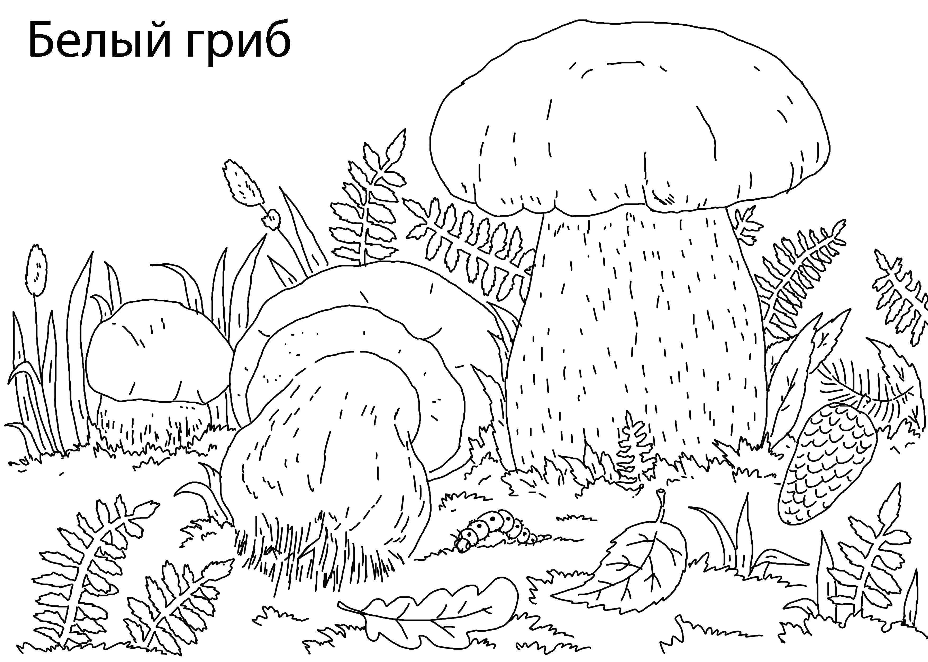 Название: Раскраска Гриб белый. Категория: грибы. Теги: гриб, белый.