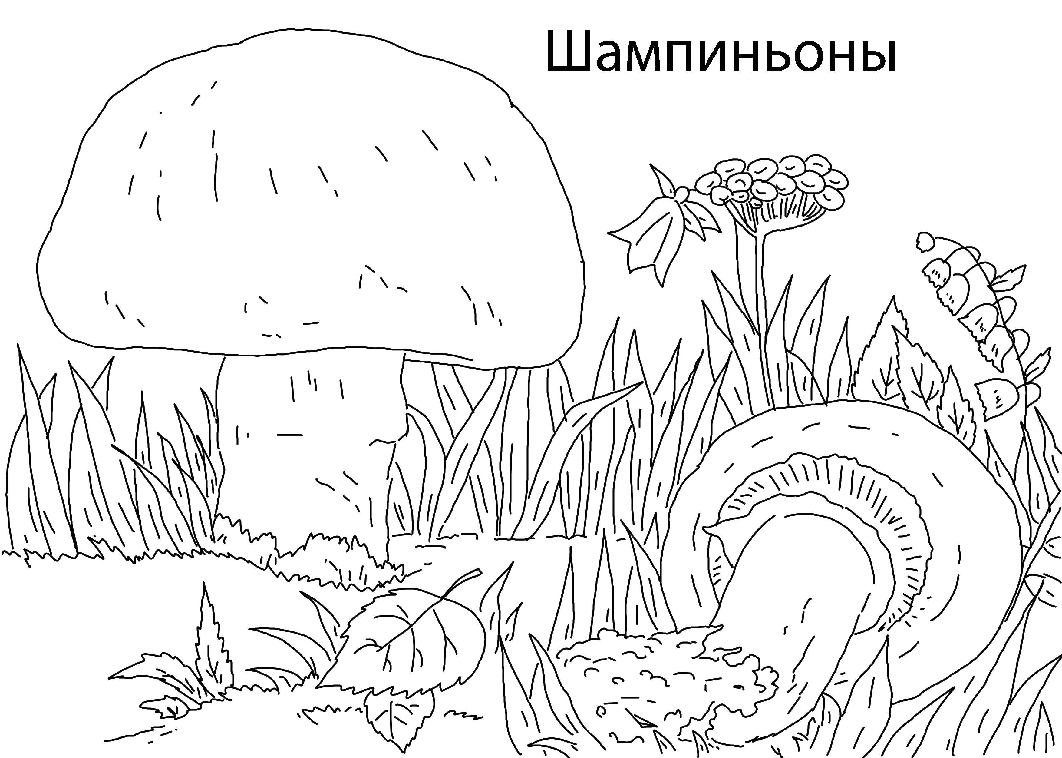 Название: Раскраска Грибы шампиньоны. Категория: грибы. Теги: шампиньоны, грибы.