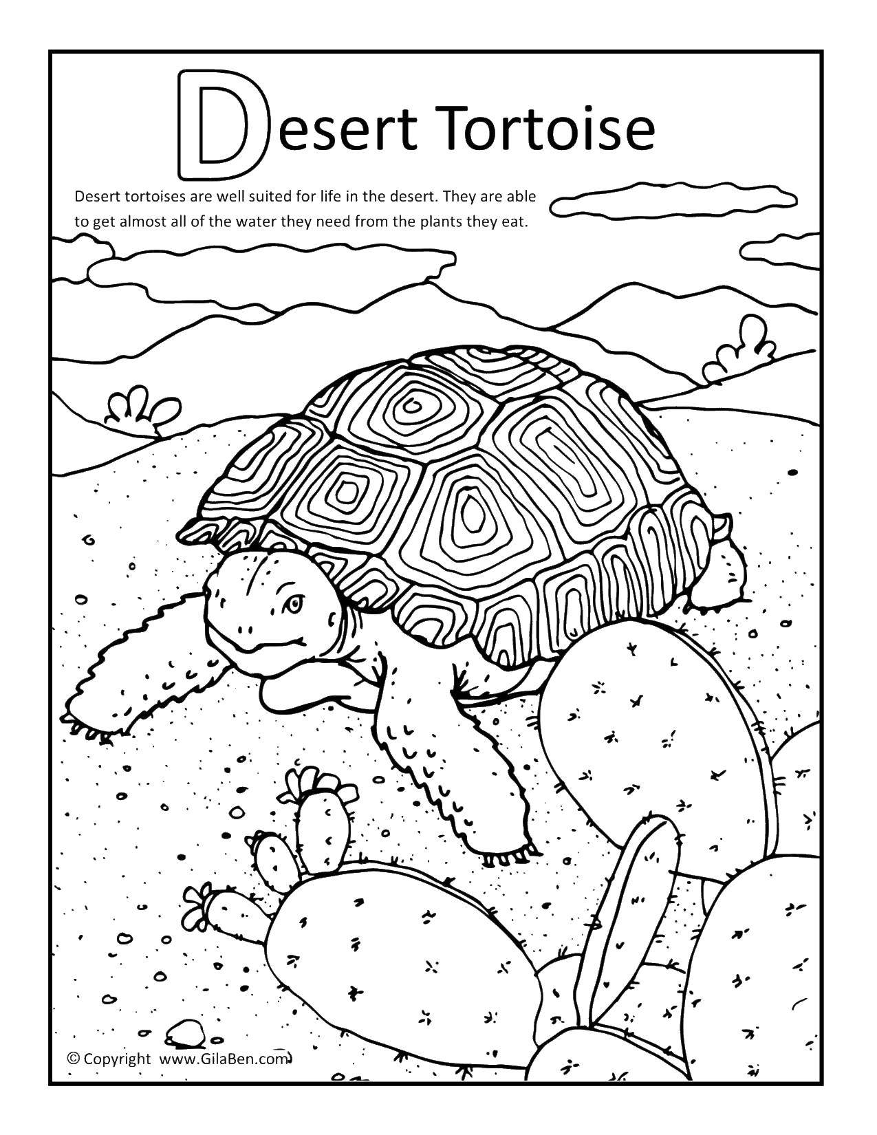 Раскраска Пустынная черепаха Скачать ,Рептилия, черепаха,.  Распечатать 