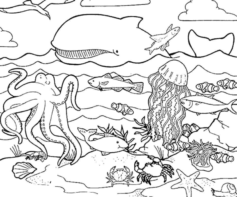 Раскраска Подводное царство Скачать ,рыбка, море, медуза, кит, осьминог,.  Распечатать 