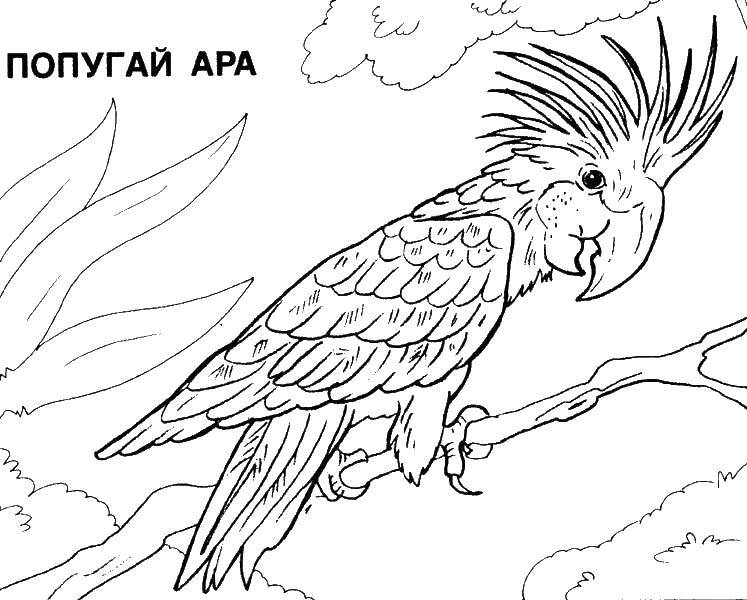 Раскраска Попугай ара Скачать ,попугаи, ара,.  Распечатать 