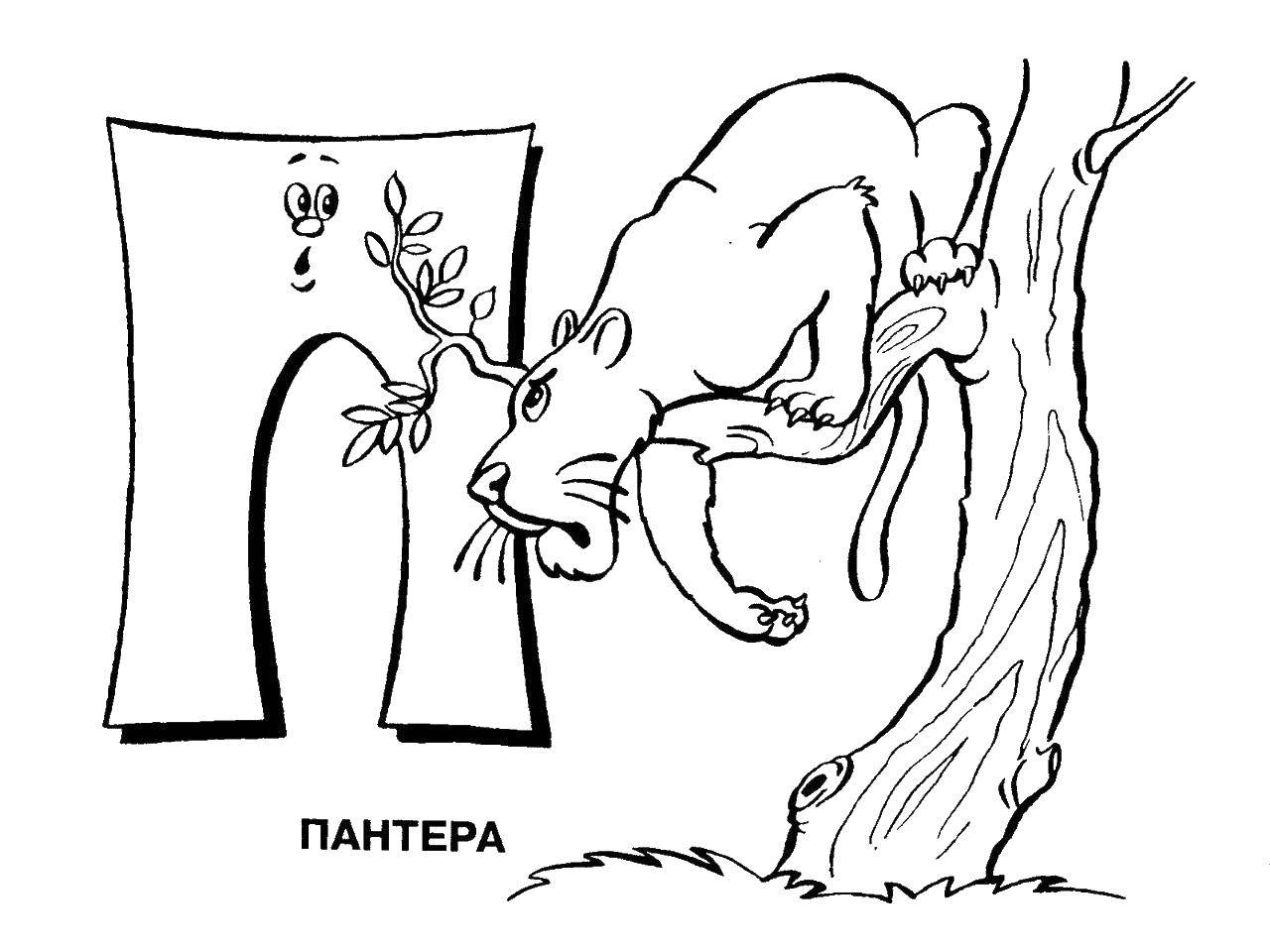 Название: Раскраска Пантера на букву п. Категория: алфавит. Теги: алфавит, пантера.