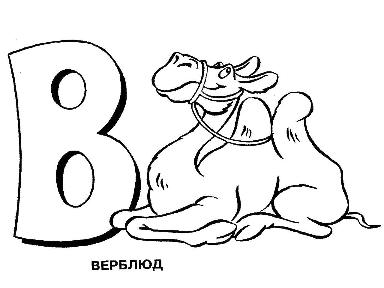 Название: Раскраска Верблюд на букву в. Категория: щука. Теги: Верблюд, алфавит.