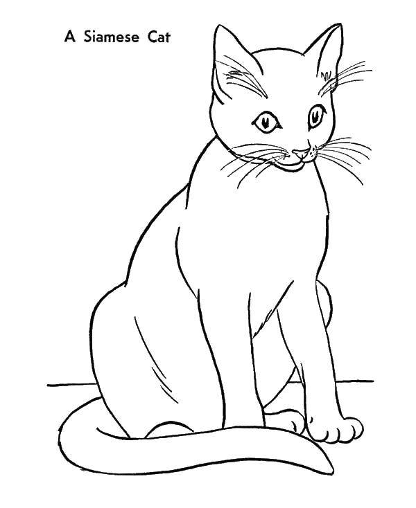 Раскраска Кошка с длинным хвостом Скачать ,кошка, хвост, усы, уши,.  Распечатать 