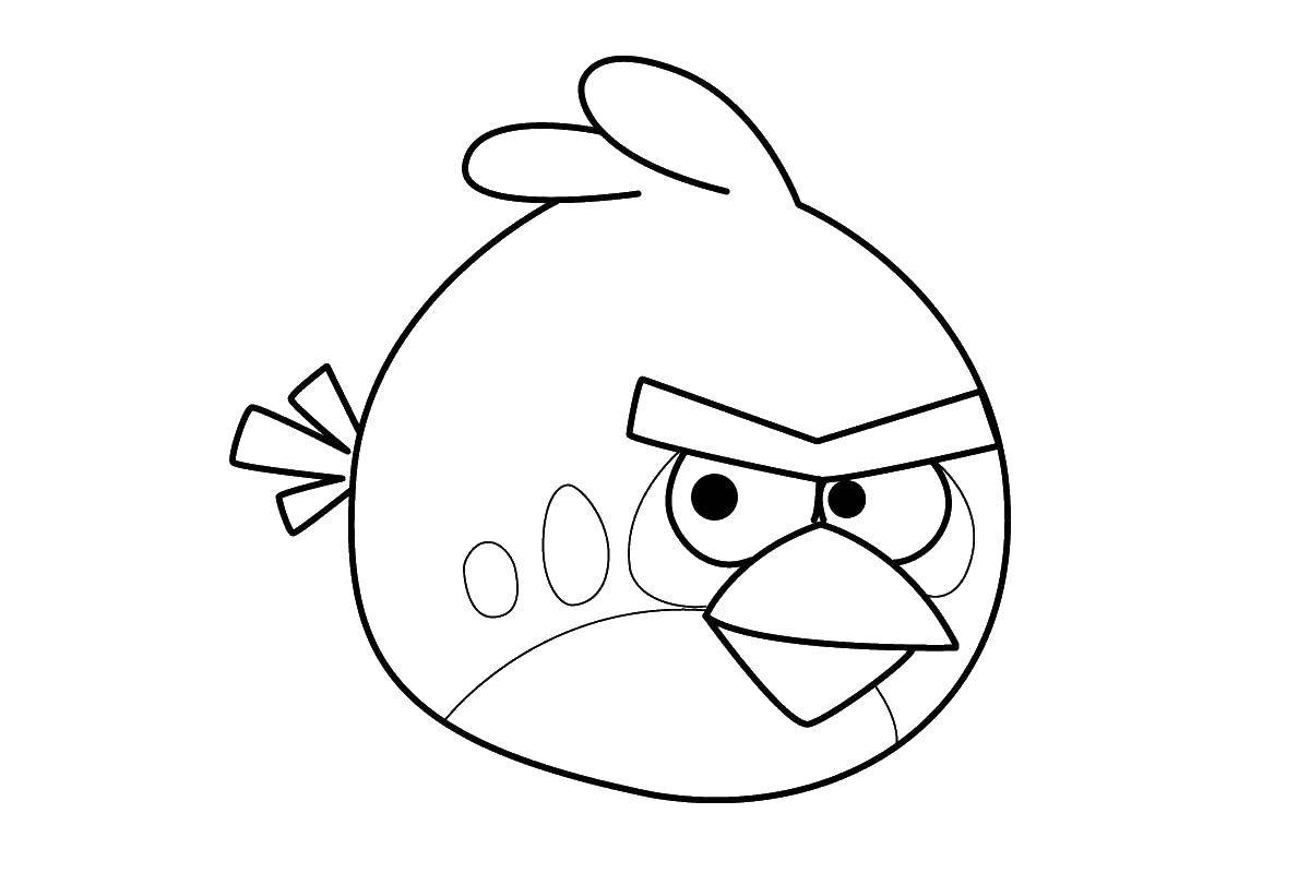 Раскраска Птичка из angry birds Скачать ,птица, angry birds,.  Распечатать 