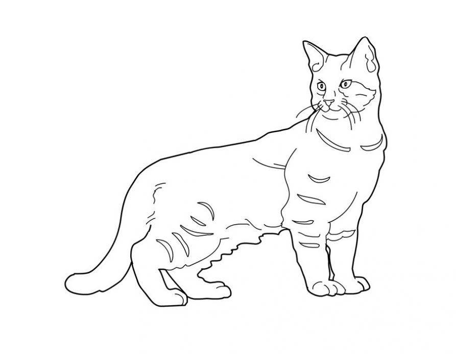 Раскраска Рисунок коровакота Скачать ,кошка,кот,.  Распечатать 
