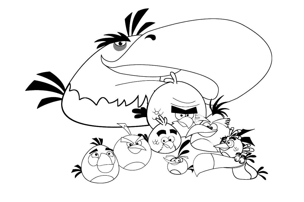 Название: Раскраска Попугай и птицы из angry birds. Категория: angry birds. Теги: птица, angry birds.
