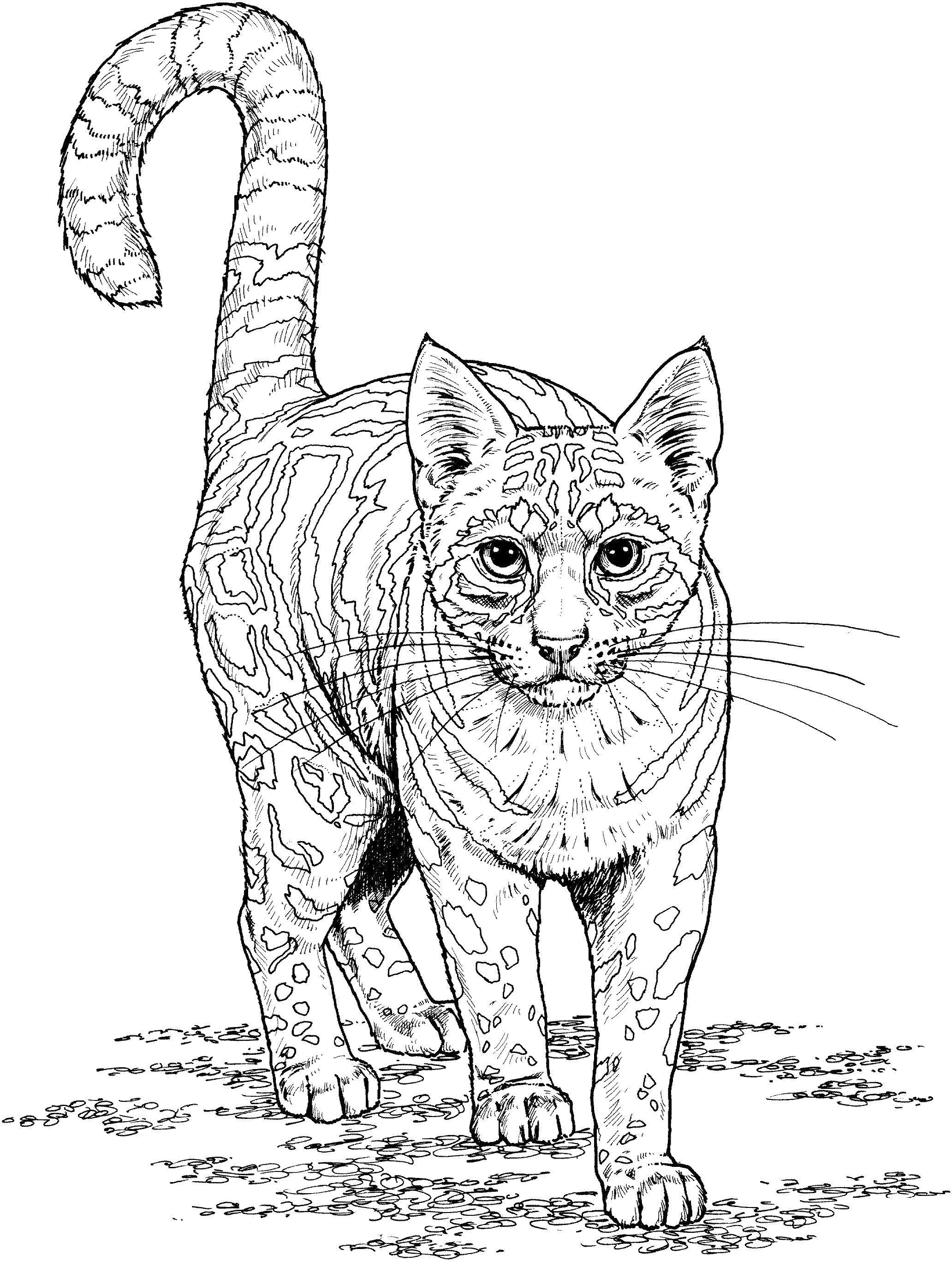 Раскраска Крупная пятнистая кошка Скачать ,кошка, дикая,.  Распечатать 