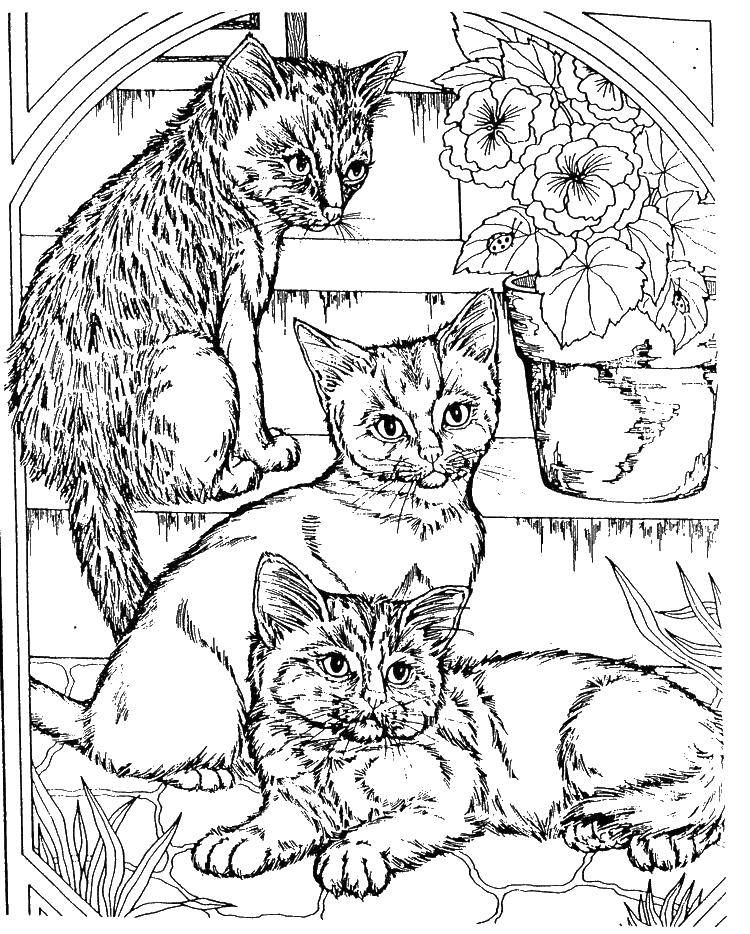 Раскраска Три кошке на окне и цветы Скачать ,кошки, цветы, горшок,.  Распечатать 