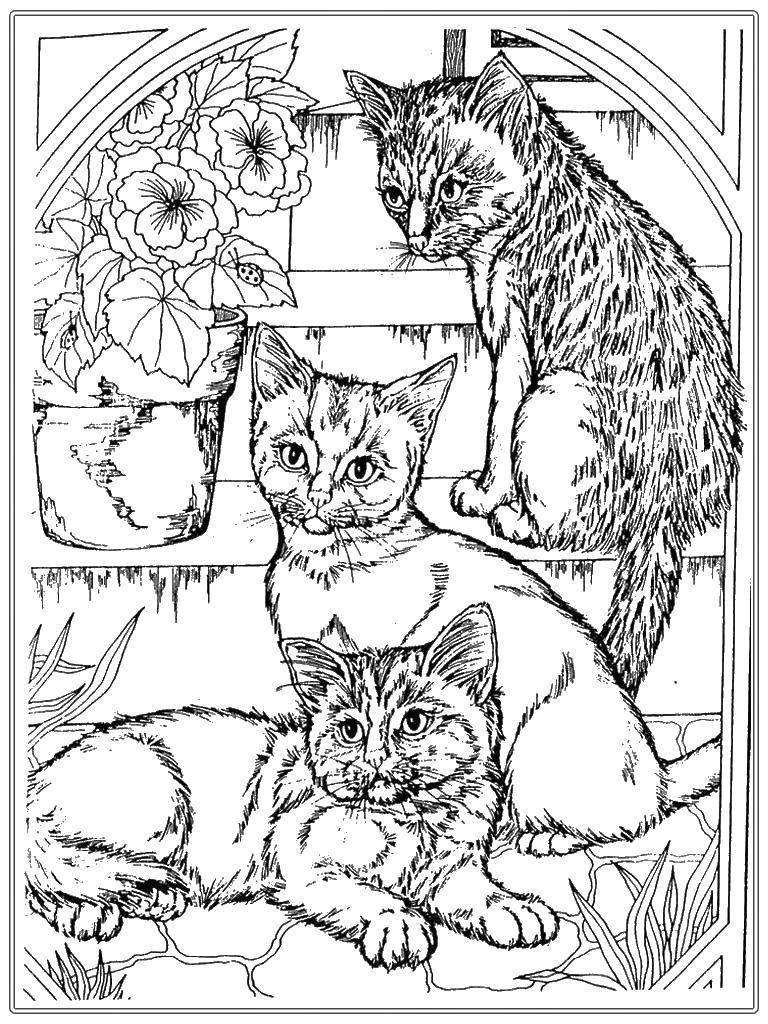 Раскраска Котята на лестнице Скачать ,котята, кошки,.  Распечатать 