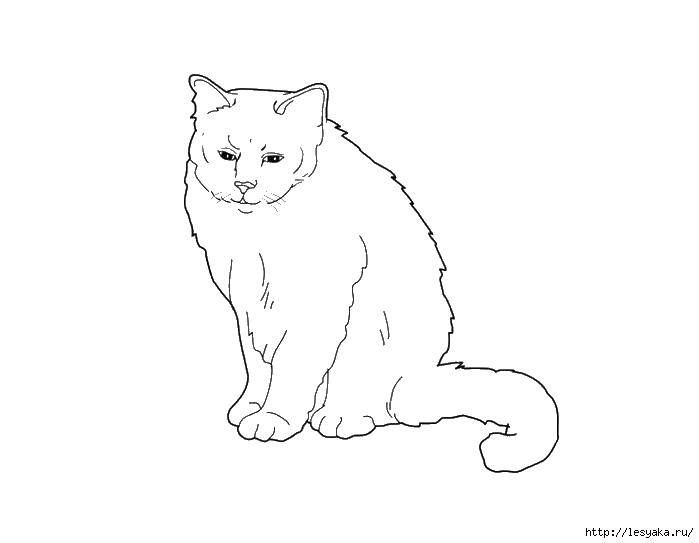Раскраска Грустный котик Скачать ,котики, животные, кошечка,.  Распечатать 
