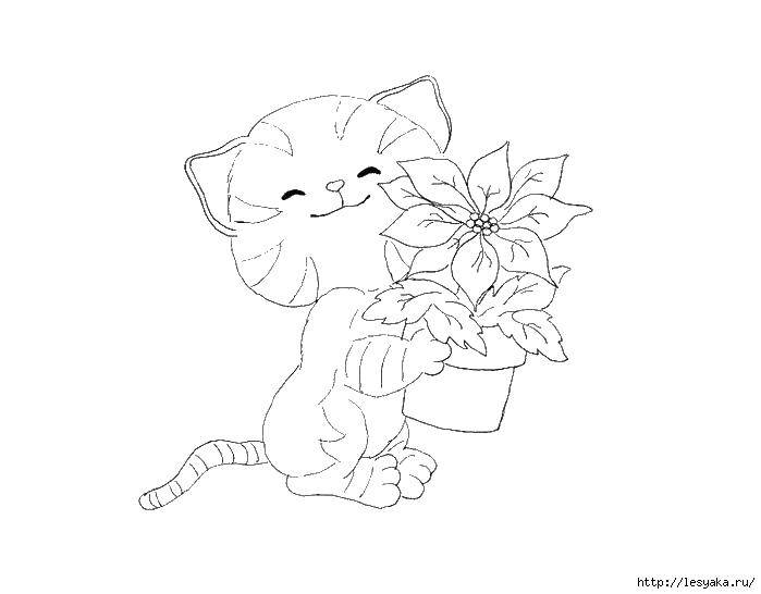 Раскраска Кошечка с цветком Скачать ,котики, кошки, цветы,.  Распечатать 