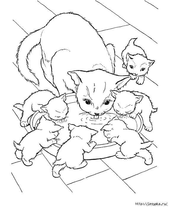 Раскраска Кошка и котята с миской Скачать ,кошка, котята, миска, молоко,.  Распечатать 