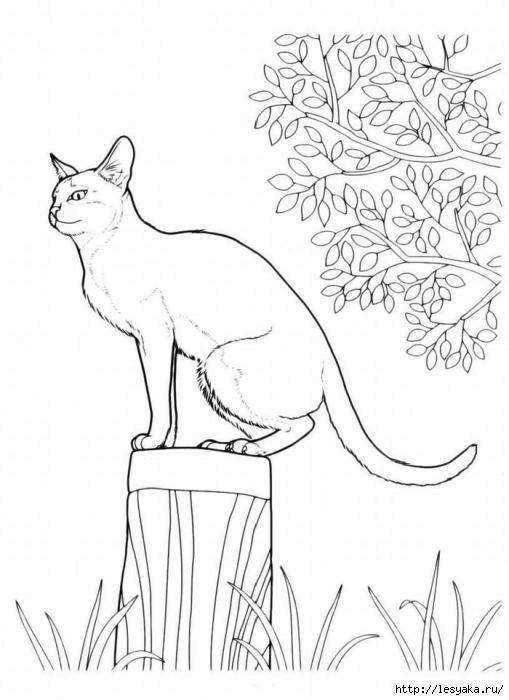 Раскраска Кошка на пеньке Скачать ,кошка, кошки, пенек,.  Распечатать 
