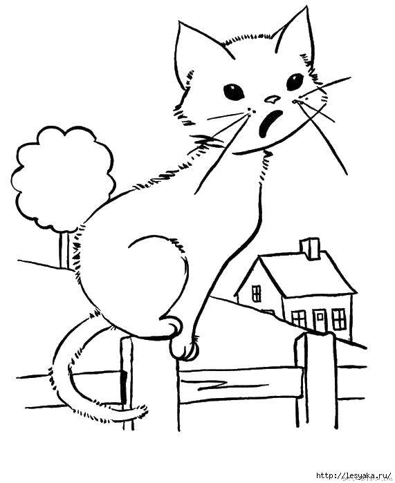 Раскраска Кошка на заборе Скачать ,кошки, кошечки,.  Распечатать 