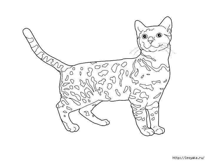Раскраска Кошка Скачать ,котики, кошка, животные, киска,.  Распечатать 