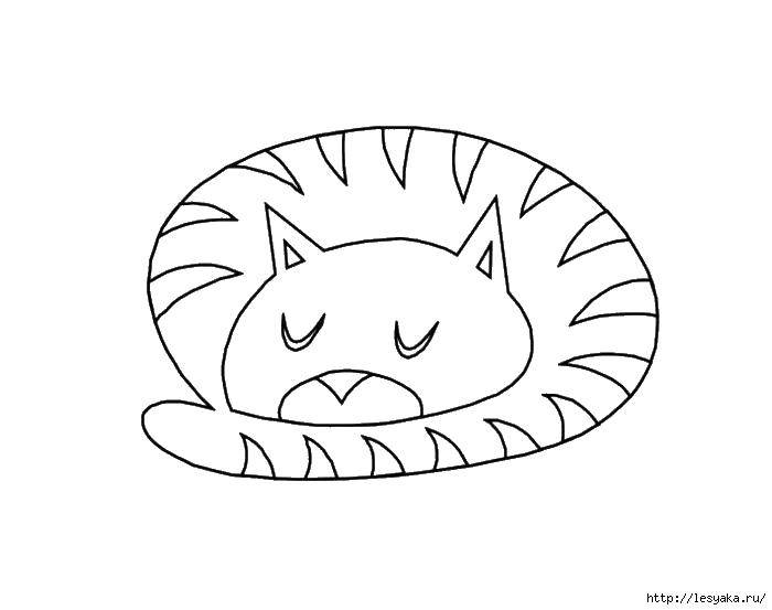 Название: Раскраска Кошечка свернулась в клубок. Категория: котики. Теги: котики, кошки, животные.