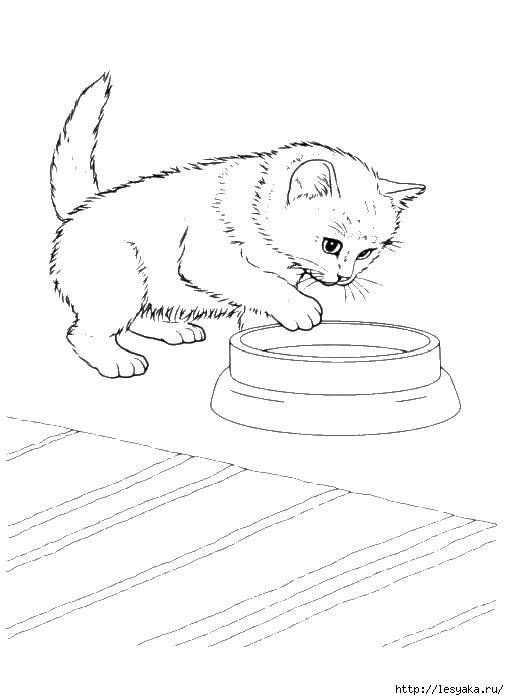 Название: Раскраска Котенок у миски. Категория: котята. Теги: котята, кошки, животные.