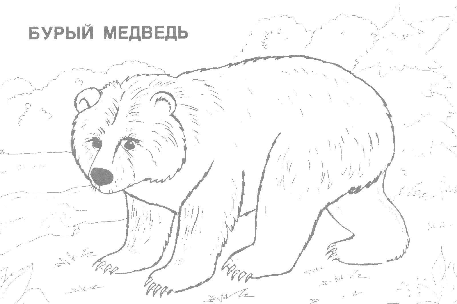 Раскраска Медведь бурый Скачать ,медведь, лапы,.  Распечатать 