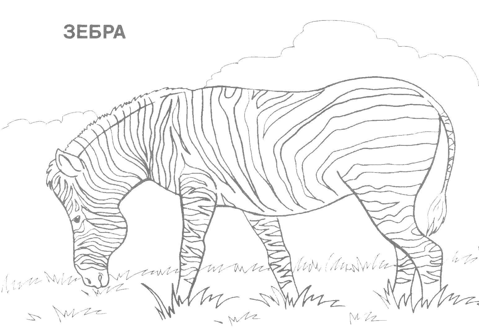 Раскраска Зебра Скачать ,дикие животные, зоопарк, африка, зебра,.  Распечатать 
