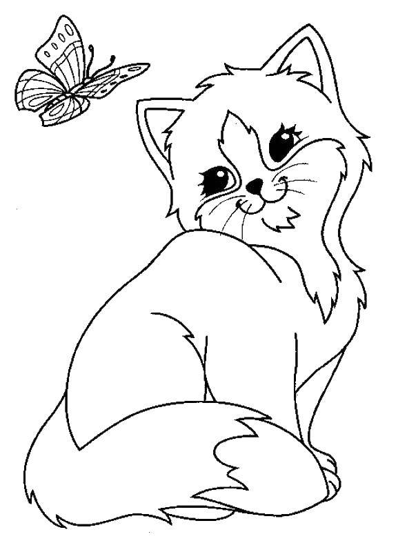 Раскраска Котёнок наблюдает за бабочкой Скачать ,Животные, котёнок,.  Распечатать 