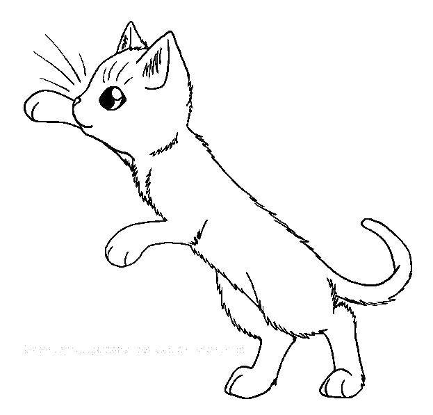 Раскраска Маленькая кошечка Скачать ,коты, котята, кошки, кошечка,.  Распечатать 
