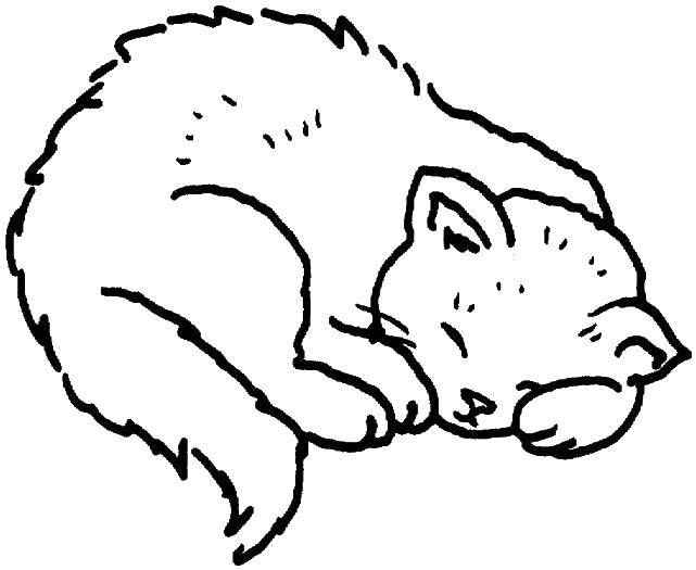 Раскраска Спящий котенок Скачать ,котята, котенок, сон,.  Распечатать 