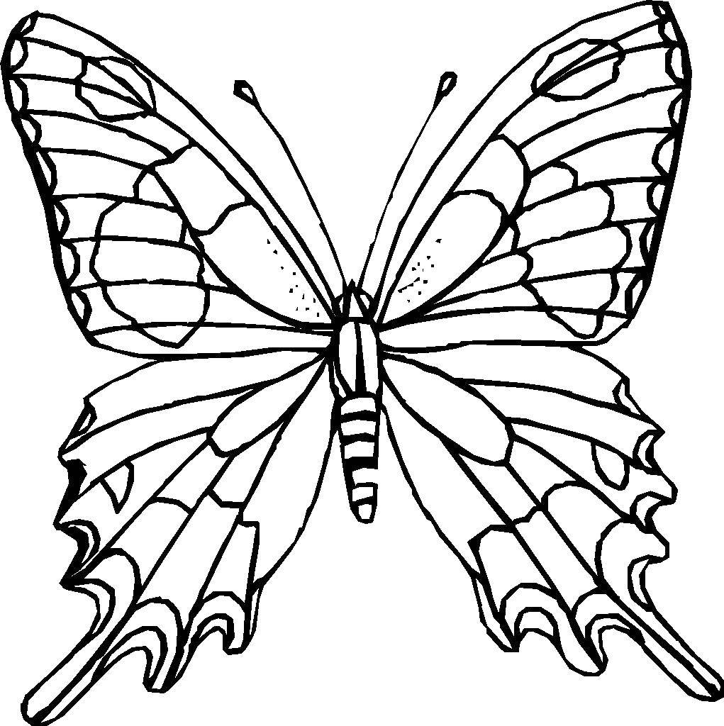 Раскраска Бабочка Скачать ,насекомые, бабочка,.  Распечатать 