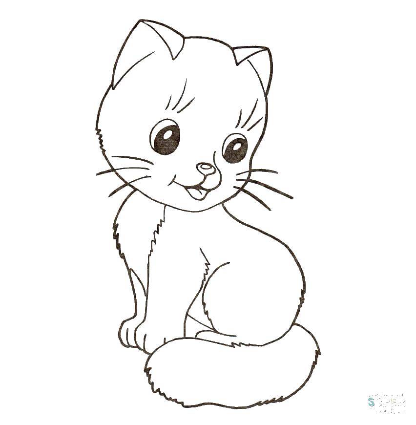 Раскраска Котёнок просто милашка Скачать ,Животные, котёнок,.  Распечатать 