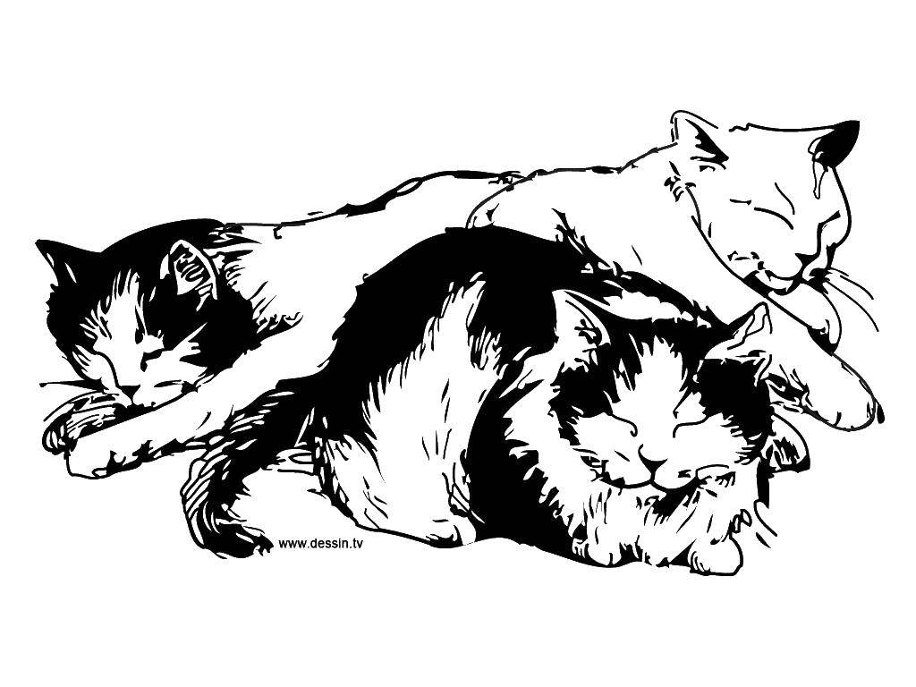 Раскраска Три спящие кошки Скачать ,кошки, сон,.  Распечатать 