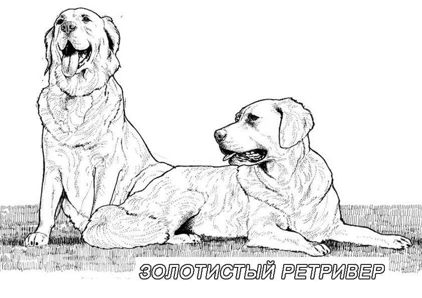 Раскраска Рисунок собаки золотистый ретривер Скачать ,собака,.  Распечатать 
