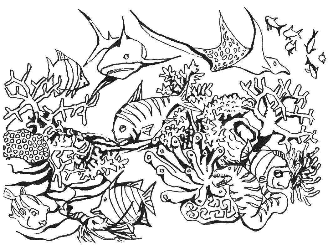 Раскраска Подводный мир Скачать ,море, вода, рыбы, кораллы,.  Распечатать 