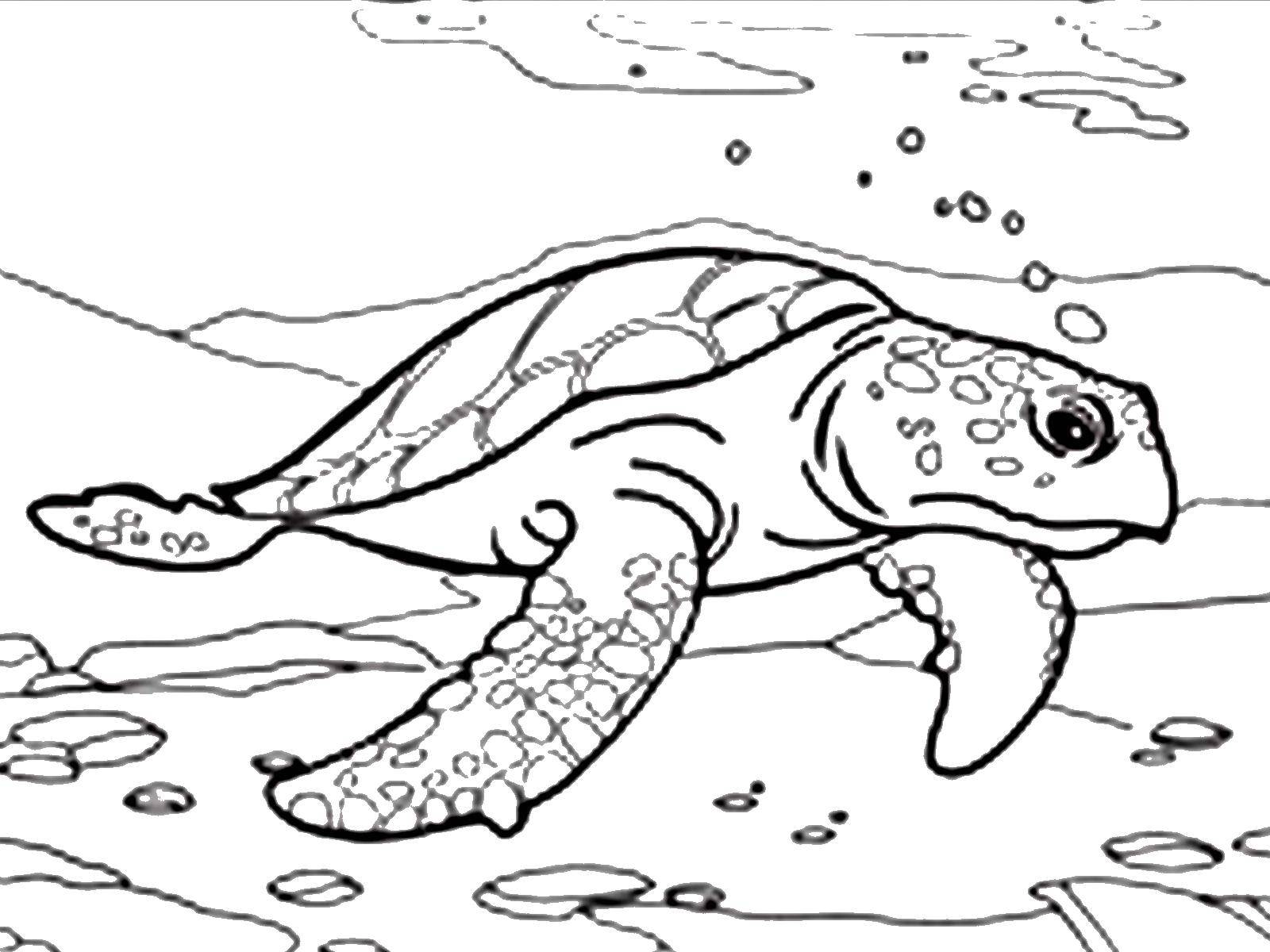 Раскраска Морская черепаха Скачать ,море, черепаха,.  Распечатать 