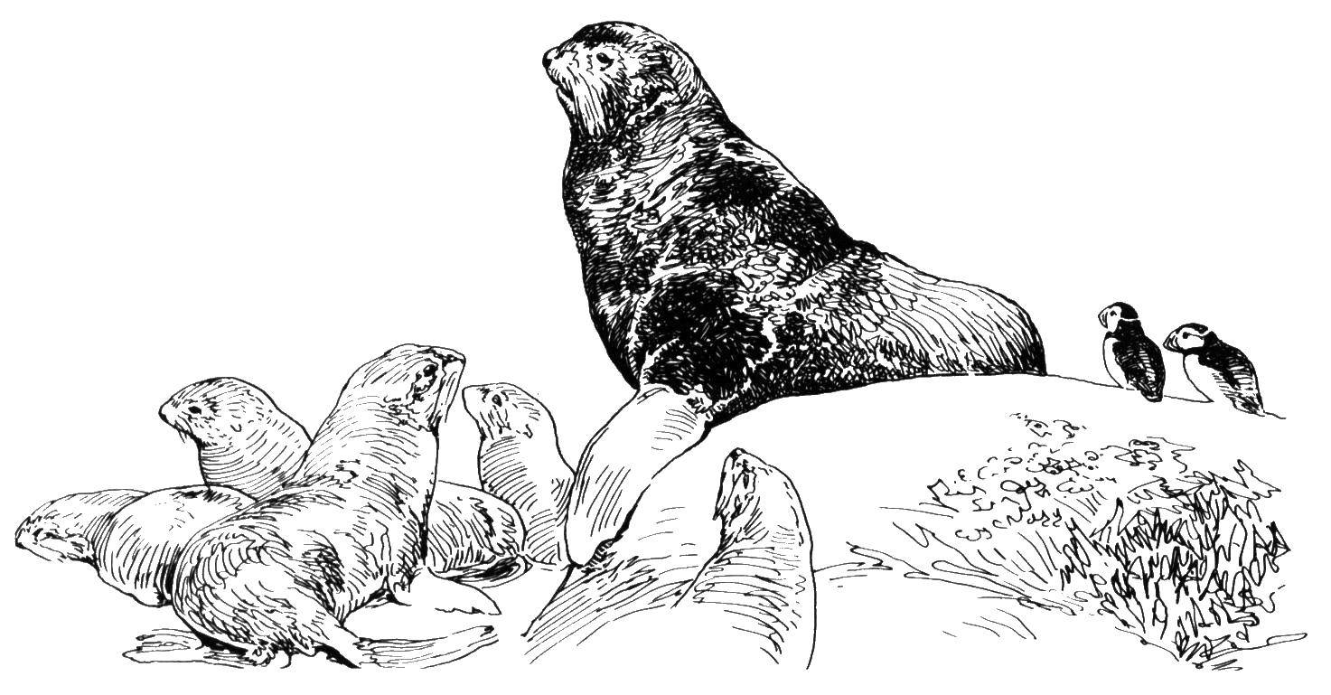 Раскраска Тюлени Скачать ,тюлень, морж, лев,.  Распечатать 
