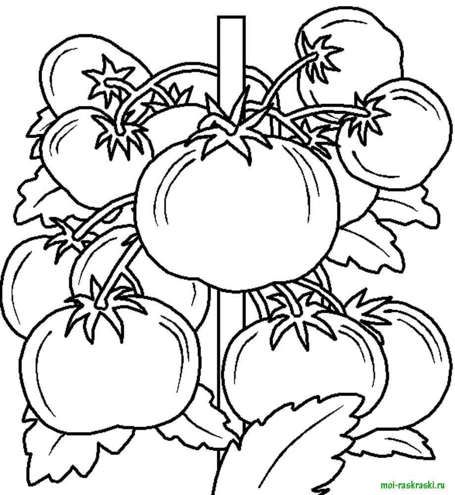 Раскраска Ветка помидоров Скачать ,помидор,.  Распечатать 