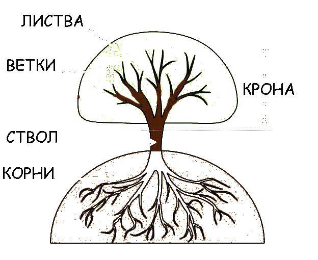 Название: Раскраска Дерево. Категория: растения. Теги: дерево.