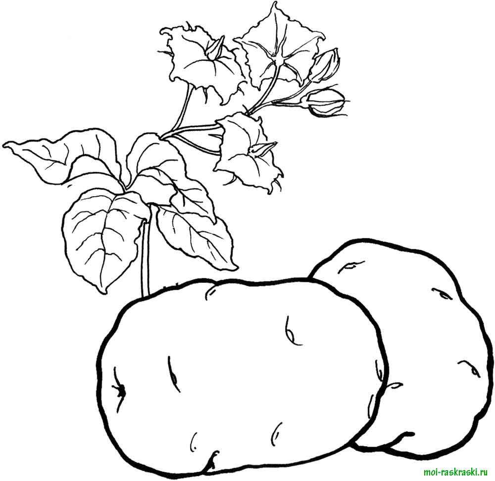 Раскраска Кортофель Скачать ,кортофель,.  Распечатать 