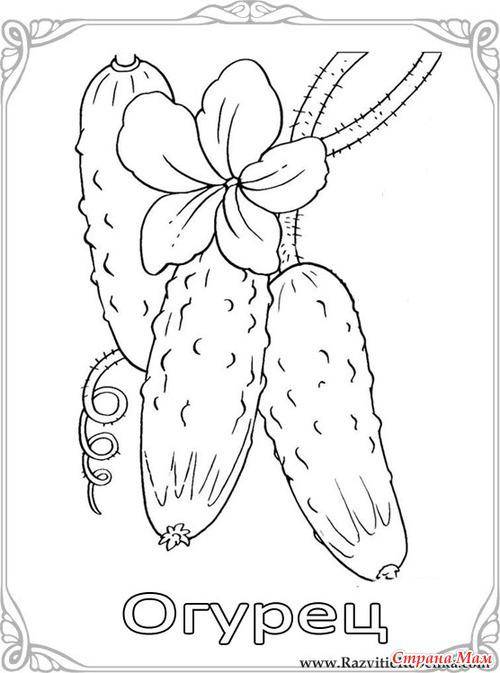 Раскраска Огурец Скачать ,огурец,.  Распечатать 