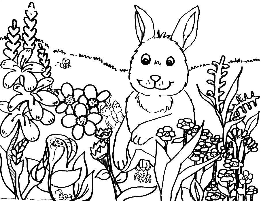 Раскраска Животные Скачать .  Распечатать 