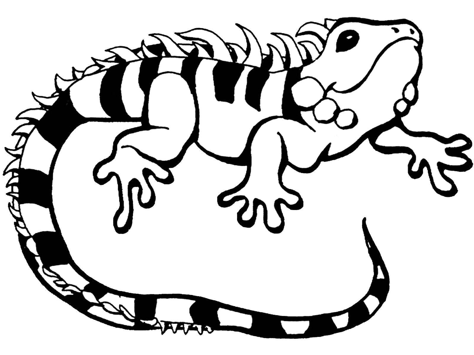 Раскраска Игуана Скачать ,Рептилия, игуана,.  Распечатать 