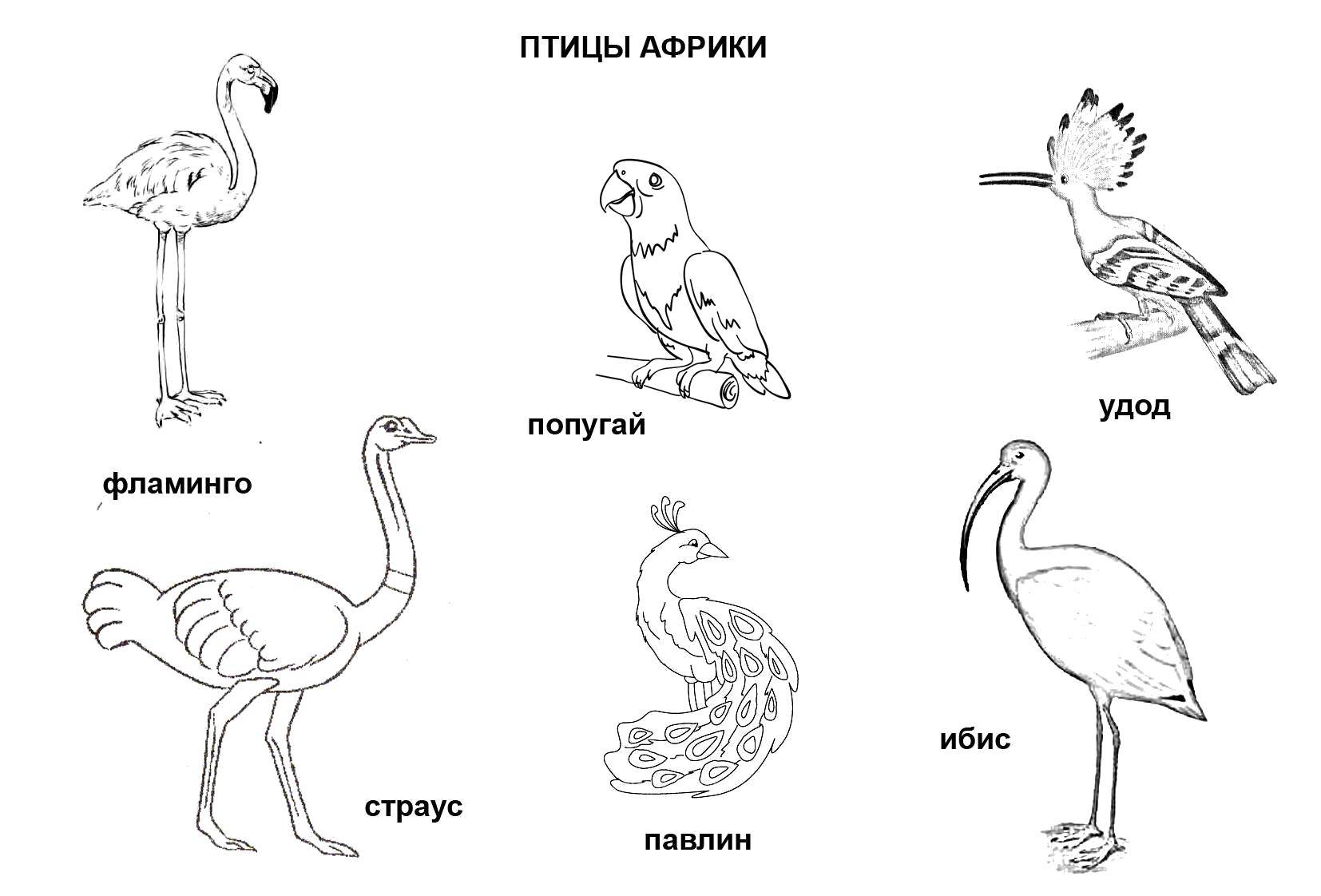 Название: Раскраска Птицы африки. Категория: африка. Теги: Птицы.