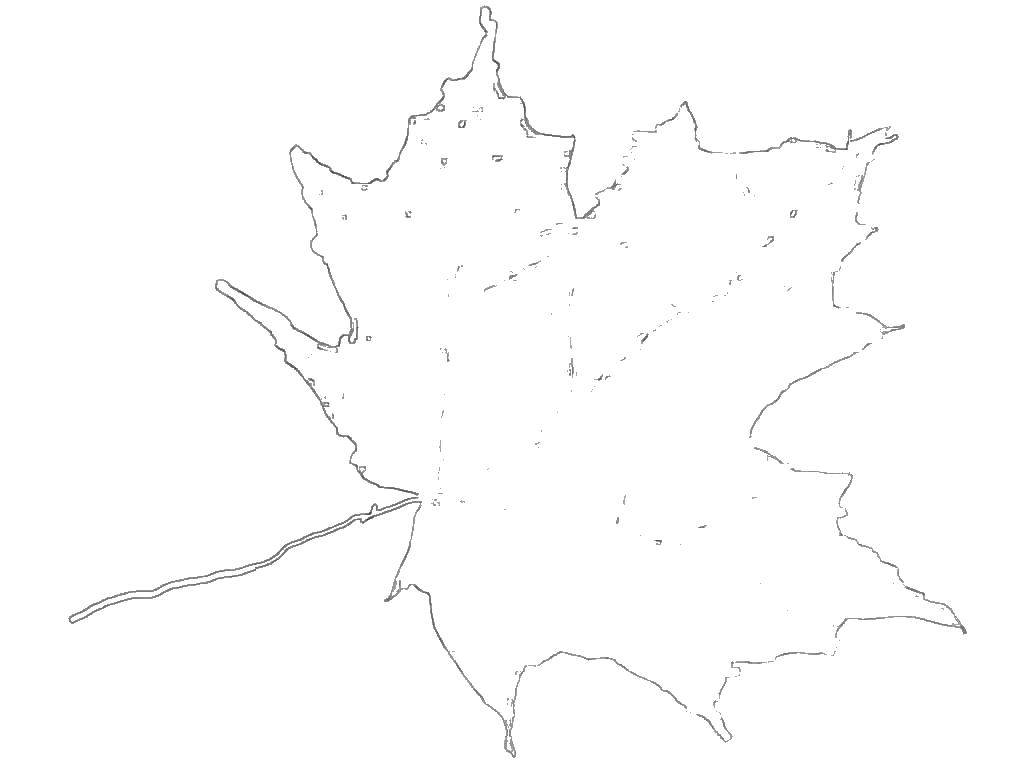 Раскраска Клен Скачать ,клен,.  Распечатать 