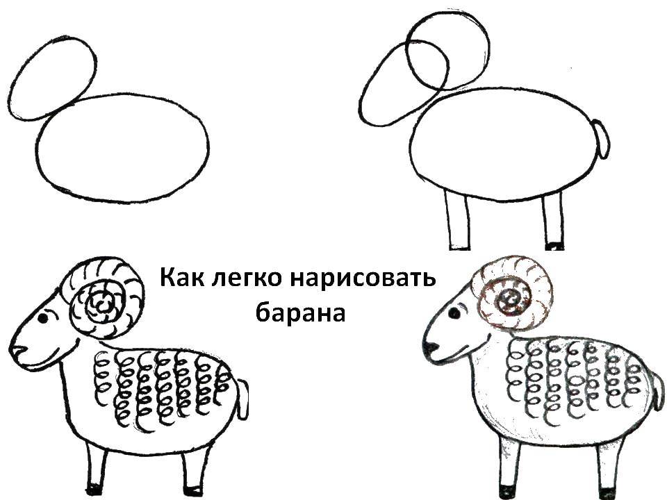Название: Раскраска Поэтапно рисуем барашка. Категория: как нарисовать поэтапно животных. Теги: Животные, барашек.