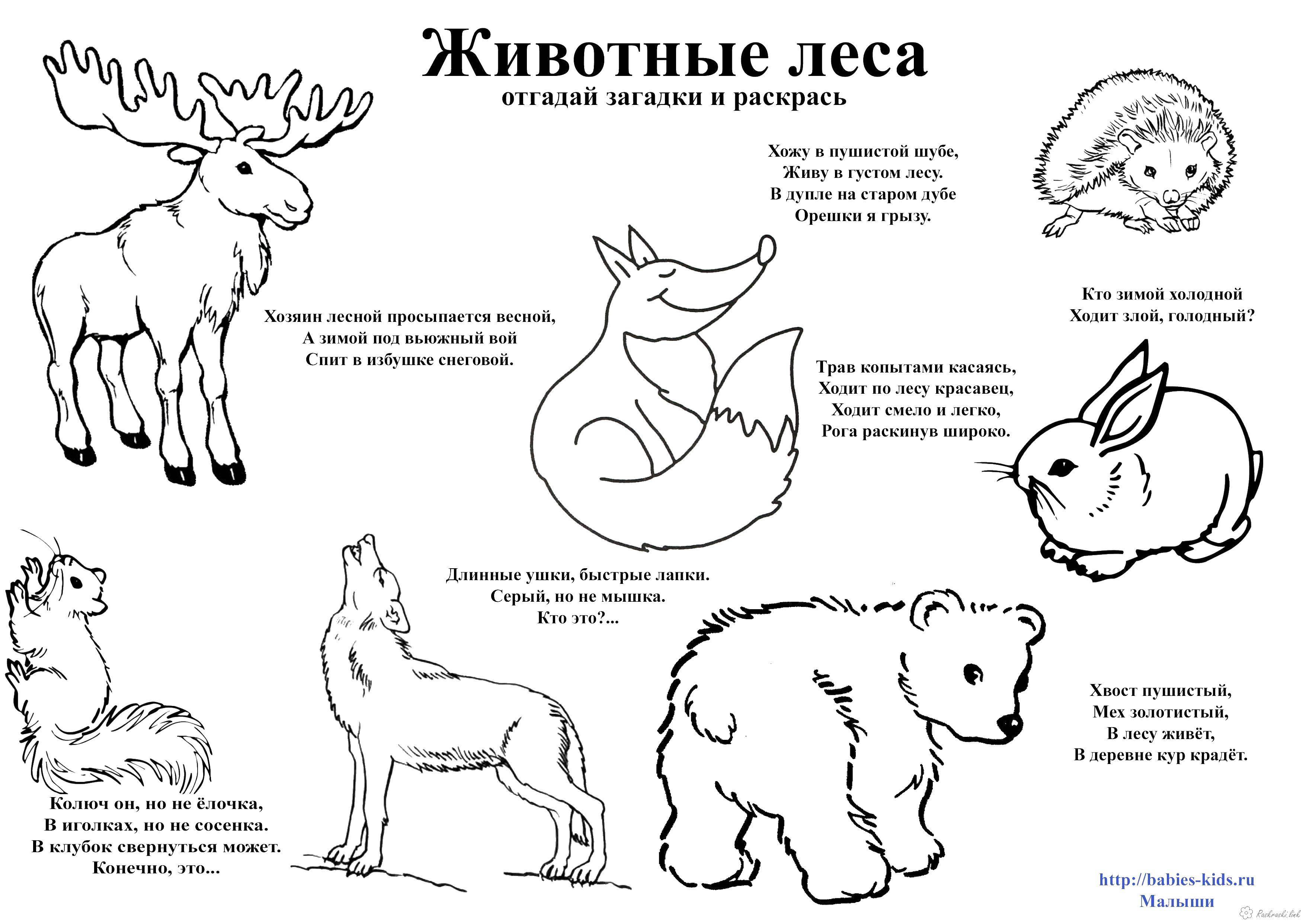 Раскраска Лесные животные Скачать ,животные,.  Распечатать 
