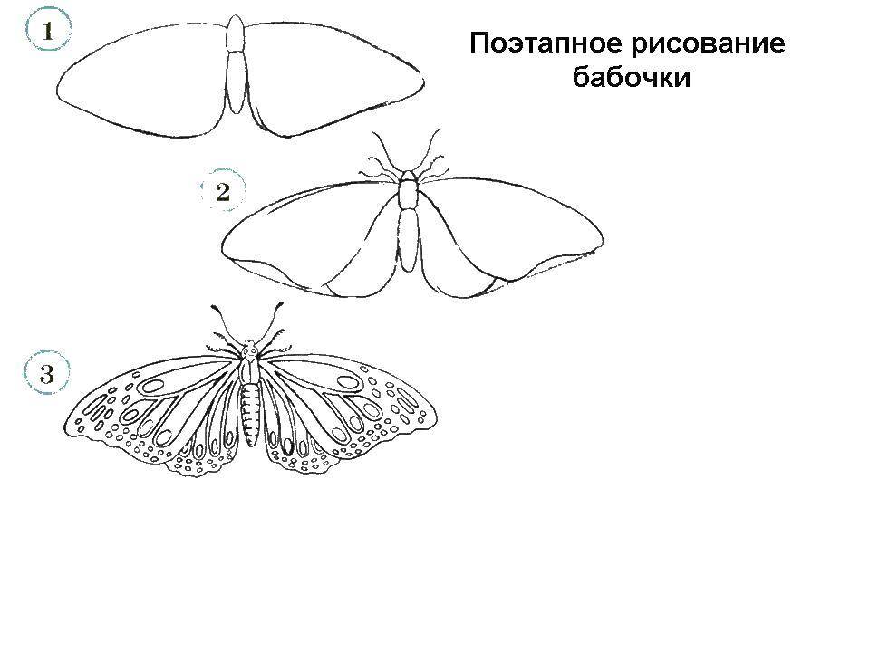 Название: Раскраска Поэтапно рисуем бабочку. Категория: как нарисовать поэтапно карандашом. Теги: Бабочка.