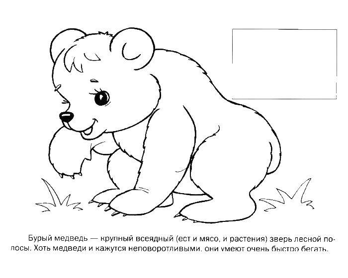 Раскраска Мишка Скачать ,Мишки,Медведь,.  Распечатать 