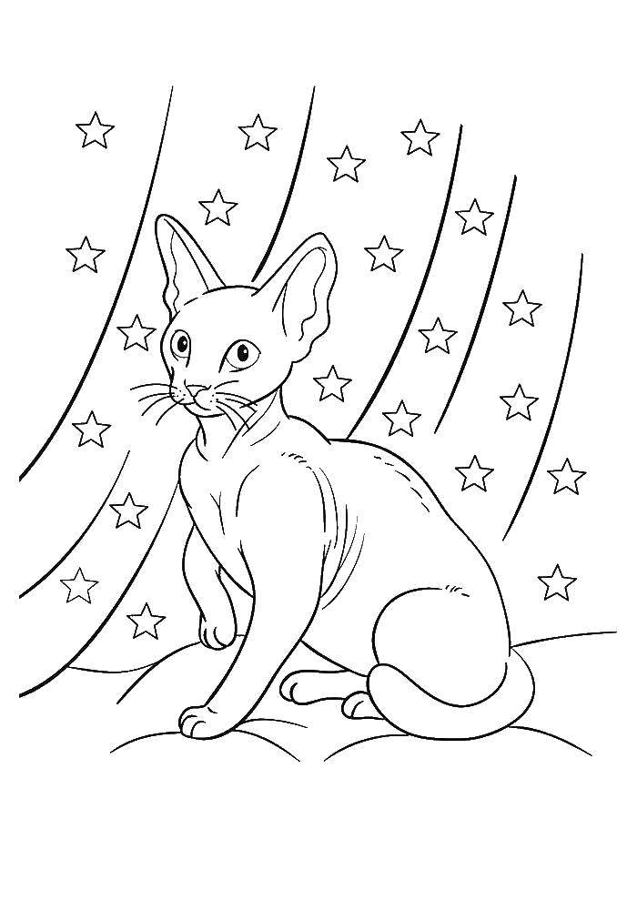 Раскраска Лысая кошечка Скачать ,Животные, котёнок,.  Распечатать 
