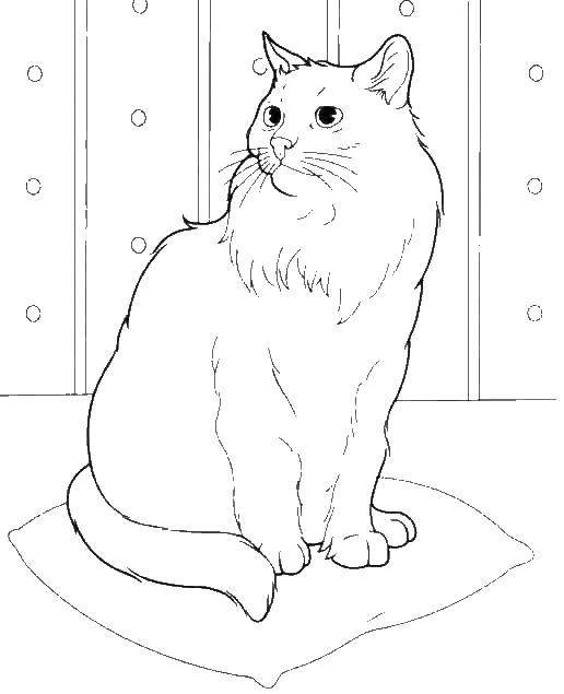 Название: Раскраска Кошка. Категория: домашние животные. Теги: кошка, кот.